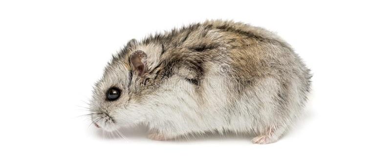 Read more about the article Campbell Dwarf Hamsters