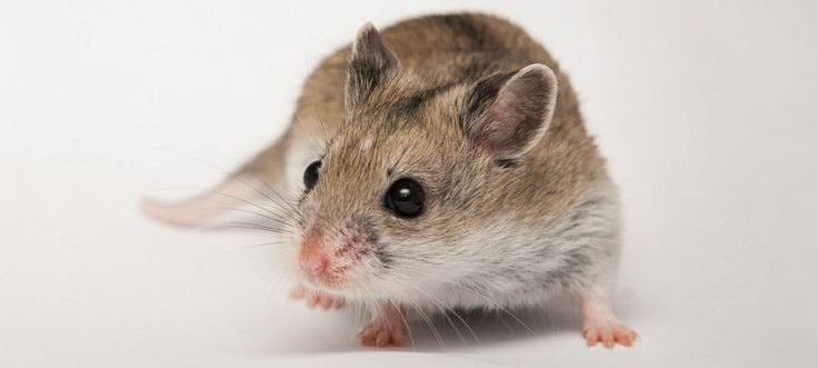Read more about the article Chinese Dwarf Hamsters