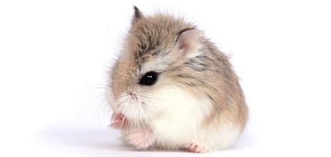 Read more about the article Robo Dwarf Hamsters