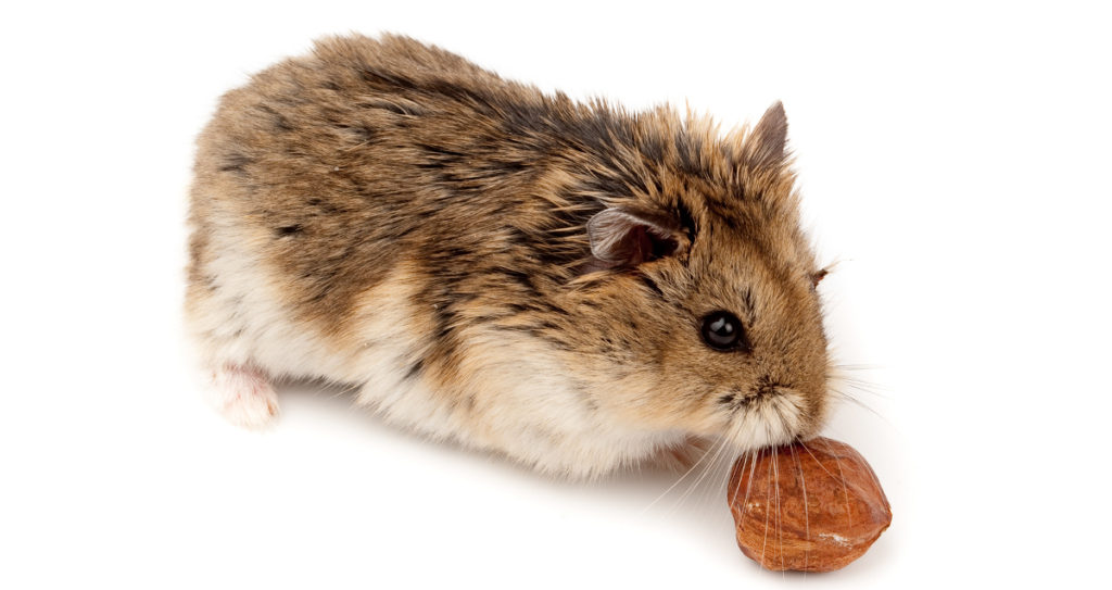 Read more about the article Russian Dwarf Hamsters