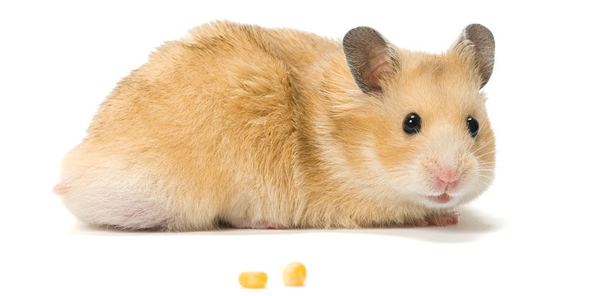 Read more about the article Syrian Hamsters