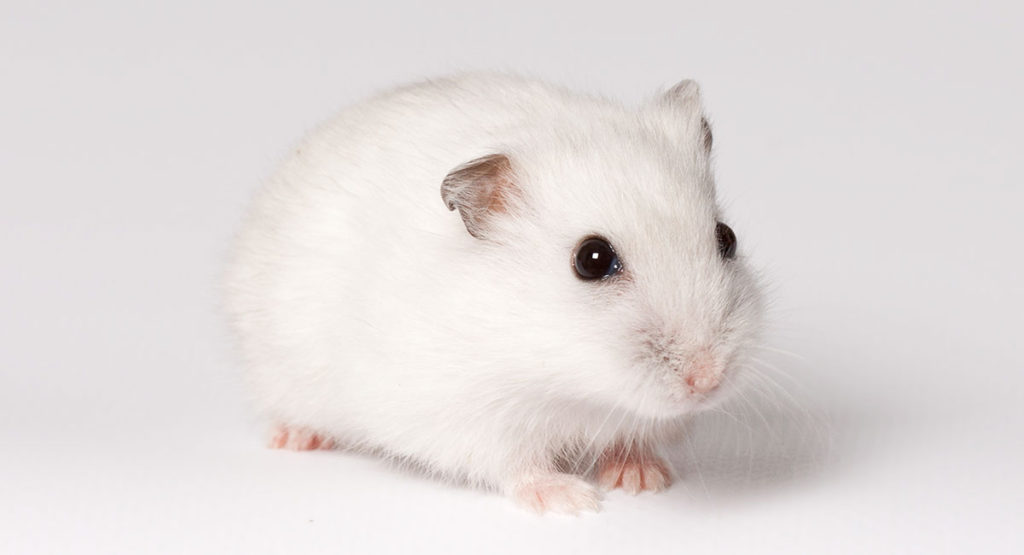 Read more about the article Winter White Dwarf Hamsters